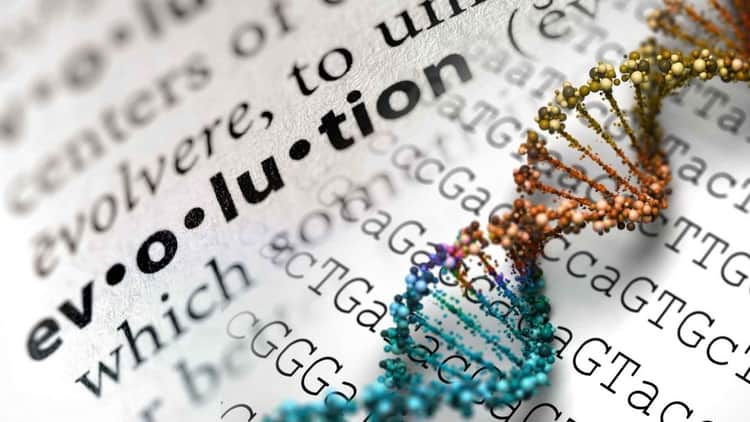 Pengertian Evolusi Biologi Dan Contohnya - Artikel Teori Dasar