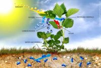 Proses Fotosintesis Pada Tumbuhan - Artikel Komplit