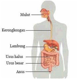 Sistem_Pencernaan_Manusia_Dan_Fungsinya_Secara_Uru