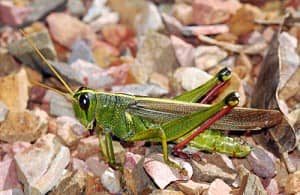 Artikel Teori Dasar Evolusi Perubahan Warna Genetika Belalang Hijau