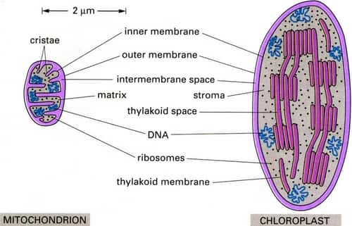 kloroplas_mitokondri_rvoqy