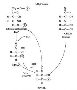 siklus_calvin_fiksas_5I7Xe