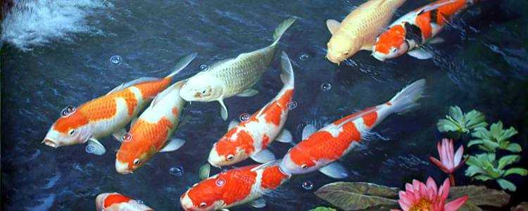 Cara Merawat Ikan Koi Di Kolam Terbuka Supaya Cepat Besar