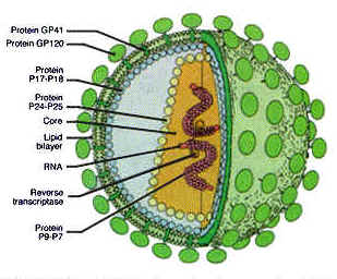 Protein-protein yang dihasilkan kemudian akan membentuk virus-virus baru