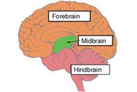 Otak Tengah Adalah | Artikel Otak Manuisa - Pembahasan Ilmiah