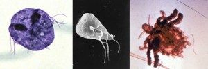 organisme yang dapat menyebabkan penyakit menular seksual (a) Trichomonas vaginalis, protozoa (b) Giardia enterica, protozoa (c) Phthirus pubis, arthropoda (kutu rambut kelamin)