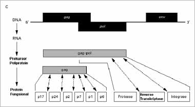 skema produk translasional dari gen gag-pol dan daerah di mana produk dari gen tersebut dipecah oleh protease