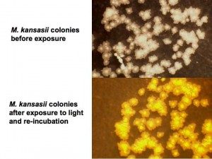 Mycobacterium kansasii