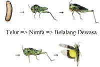42 Gambar Daur Hidup Hewan Belalang Gratis Terbaru