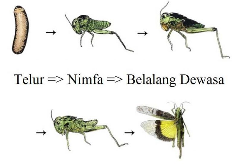  Daur  Hidup  Belalang Metamorfosis Tidak Sempurna MASTAH