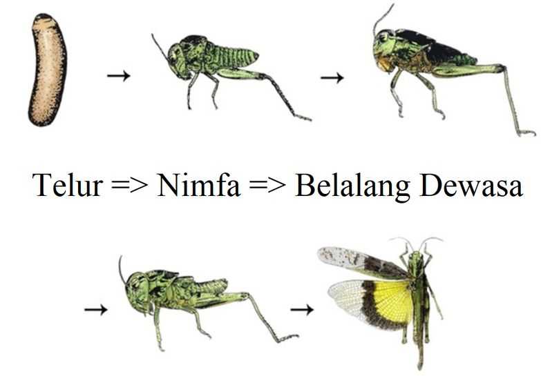 Contoh Gambar  Metamorfosis Sempurna Dan Tidak Sempurna 