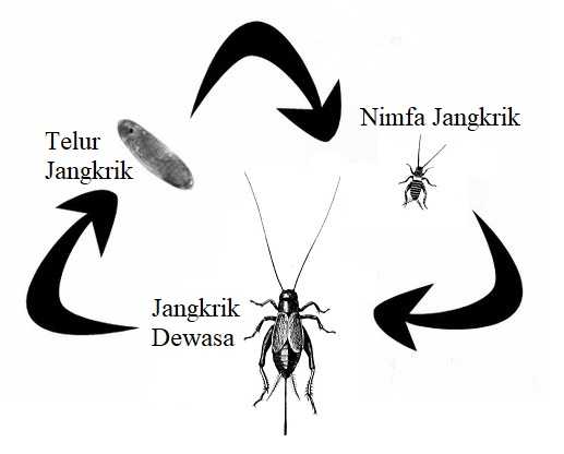 Daur Hidup Jangkrik - Metamorfosis Tidak Lengkap