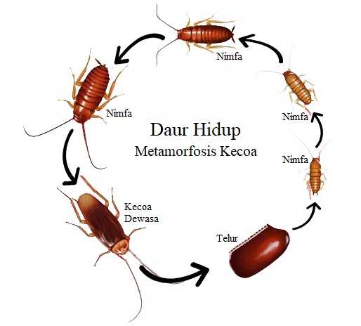  Daur  Hidup  Kecoa Metamorfosis Tidak Sempurna  MASTAH