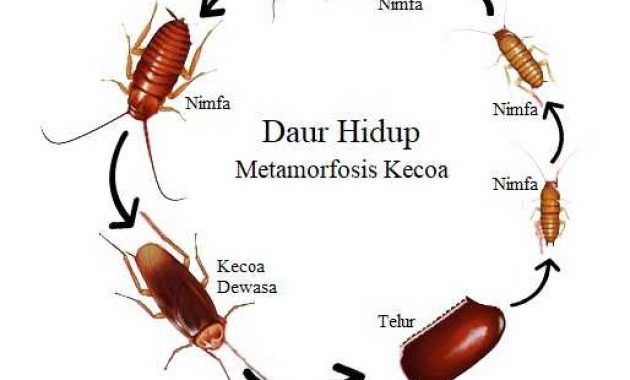 Daur Hidup Kecoa Metamorfosis Tidak Sempurna MASTAH