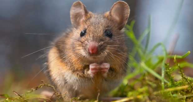Contoh Gambar Simbiosis Parasitisme Petani dengan Tikus