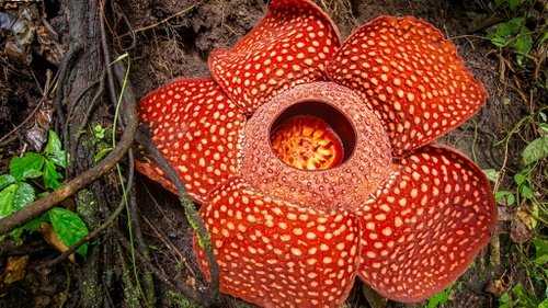 Contoh Gambar Simbiosis Parasitisme Rafflesia Arnoldi dengan Tumbuhan Inangnya