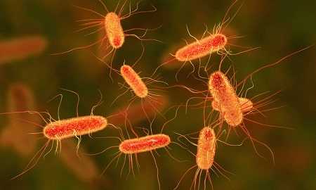 Gambar Simbiosis Komensalisme Hubungan antara Bakteri Pembusuk dan Manusia