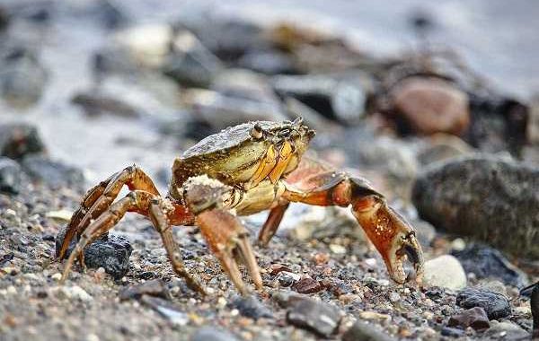 Gambar Simbiosis Komensalisme Hubungan antara Cacing Pipih dan Kepiting