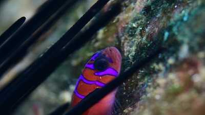 Gambar Simbiosis Komensalisme Hubungan antara Ikan Goby dan Bulu Babi