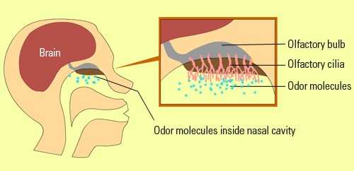 Pengertian Indra Pembau (Penciuman) Struktur Bagian, Fungsi dan Cara Kerja (1)