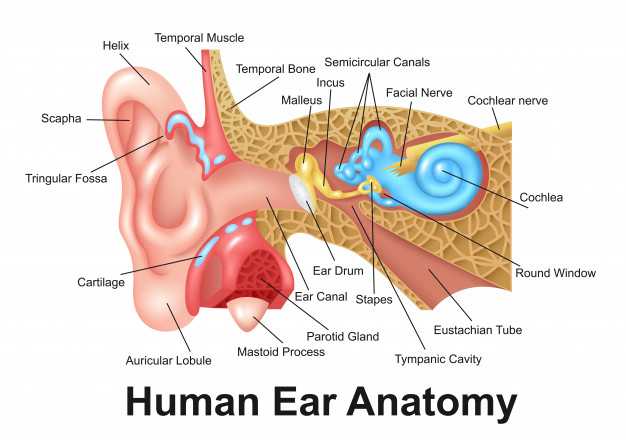Pengertian Indra Pendengaran Struktur Bagian, Fungsi dan Cara Kerja