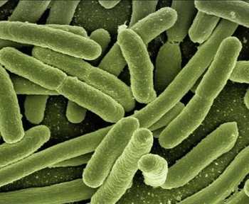 Simbiosis Mutualisme Hubungan antara Bakteri dan Tanaman