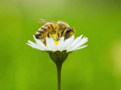 Simbiosis Mutualisme Hubungan antara Bunga dengan Lebah