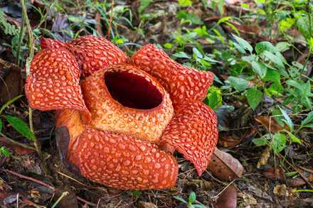 Simbiosis Mutualisme Hubungan antara Lalat dengan Bunga Rafflesia
