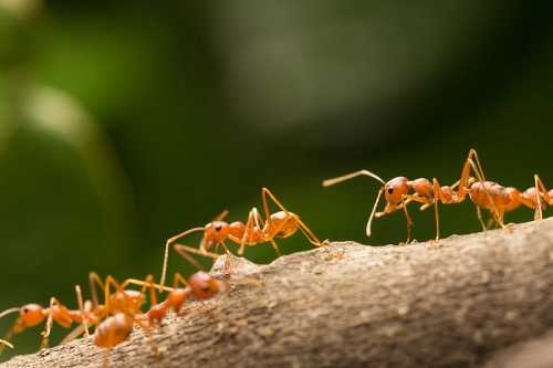 Simbiosis Mutualisme Hubungan antara Semut Rangrang dan Pohon