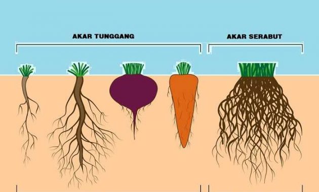 Ciri Ciri Umbi Akar - Tunas inilah yang merupakan tumbuhan ...