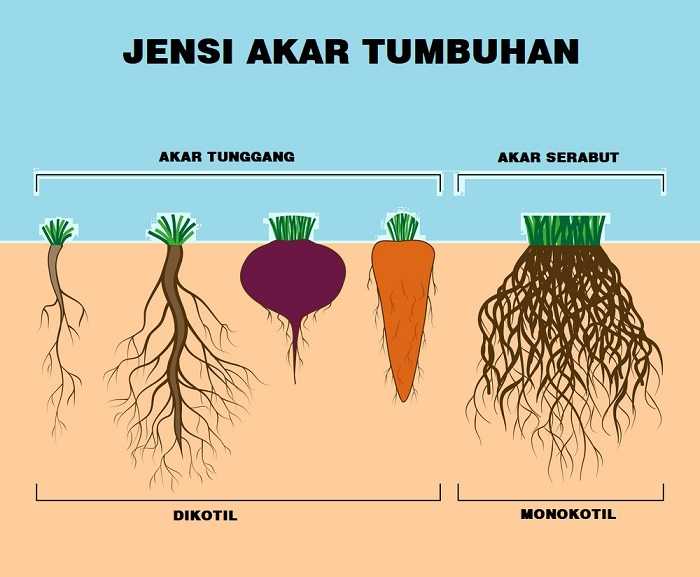 Akar Tunggang : Ciri Ciri dan Contoh - MASTAH