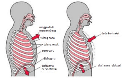 Jelaskan Perbedaan Pernapasan Dada dan Pernapasan Perut - MASTAH