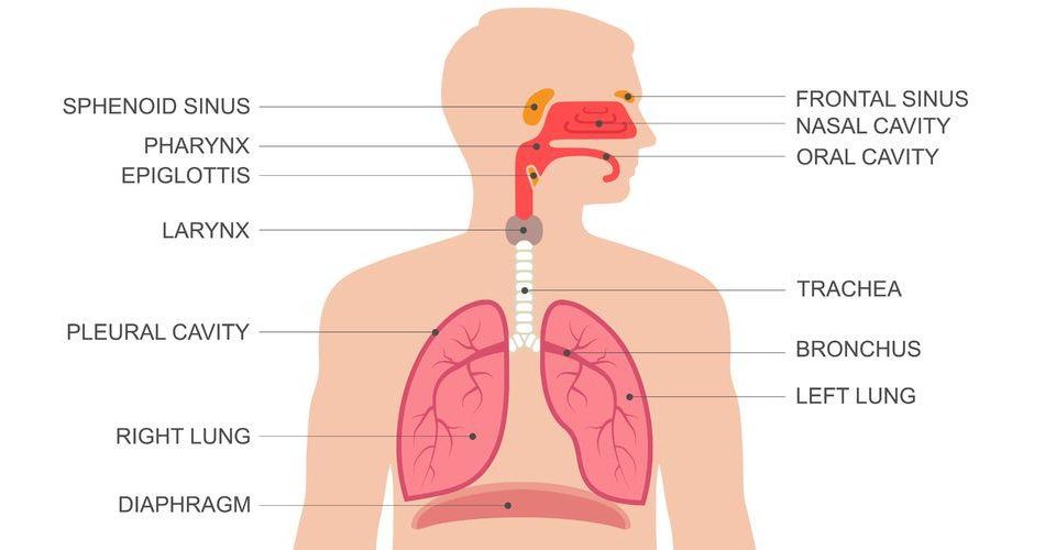 Jelaskan Organ Penyusun sistem Pernapasan Manusia beserta 