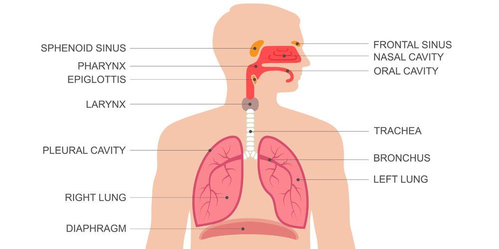 Jelaskan Organ Penyusun sistem Pernapasan Manusia beserta Fungsinya