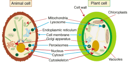 Sel Hewan dan Tumbuhan
